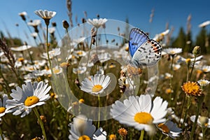 wild flower blooming field of cornflowers and daisies flowers ,poppy flowers, blue sunny sky ,butterfly and bee