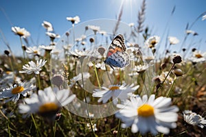 wild flower blooming field of cornflowers and daisies flowers ,poppy flowers, blue sunny sky ,butterfly and bee