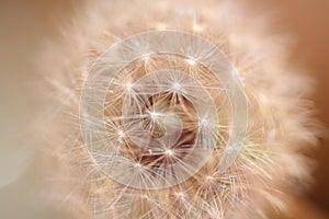 Wild flower blossoming close up taraxacum officinale dandelion blow ball asteraceae family botanical background high quality