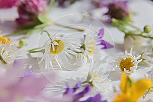 Wild flower blossoms on a white background