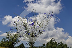 Wild flower blue cornflower or Centaurea cyanus on sky background