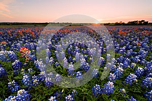 Wild flower Bluebonnet in Texas