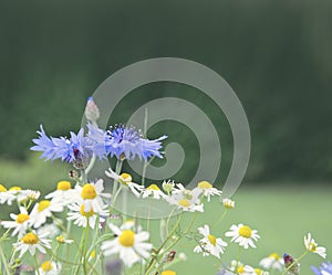 Wild flower bouquet with daisies and cornflowers.