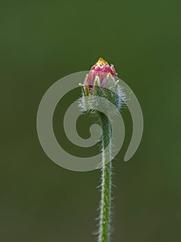 Wild flower bud