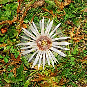 Wild flower, carlina acaulis