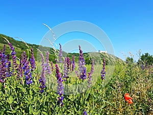 Wild Flower and Castle Ruins, Czech Republic