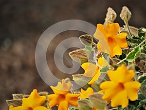 Wild flower close up