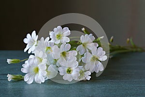 Wild flower - Creeping groundcover; Cerastium alpinum