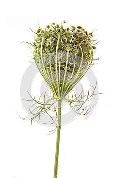 Wild flower Daucus carota with seeds  isolated on white background.