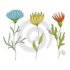 Wild Flower Decoration. Interior nature design. Print with colorful flowers. Stationery floral decor.