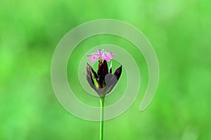 wild flower detail