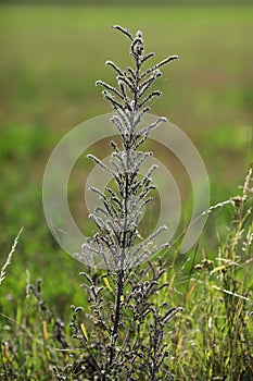 Wild flower, echium vulgate, Lower Austria photo