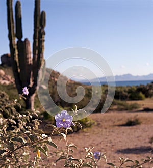 Wild flower at Espiritu Santo Island in Sea of Cortez