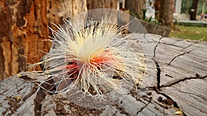 Wild flower falling on old log