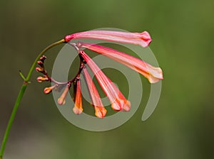 Wild flower with fibonacci sequence