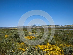 Wild flower field blooming in spring in the valley