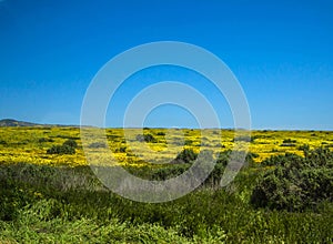 Wild flower field blooming in spring in the valley