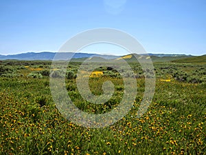 Wild flower field blooming in spring in the valley