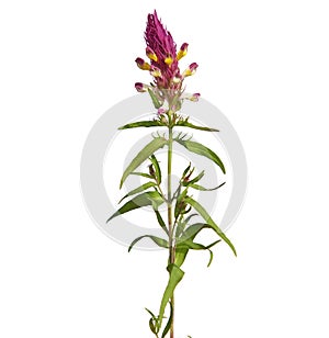 Wild flower of field cow-wheat, Melampyrum arvense