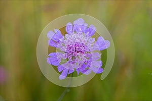 Wild flower of field named Scabious, Knautia arvensis.