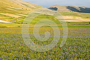 Wild flower fields in the plain of Castelluccio di Norcia. Umbria, Italy