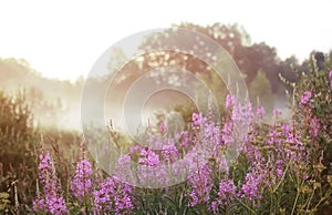 Wild flower in fog on sunset