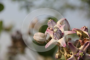 Wild flower found in the tropical forests in Maharashtra India