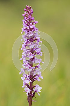 Wild flower Fragrant orchid, Gymnadenia conopsea blooming on a meadow