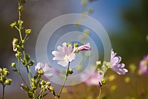 Wild flower and fresh buds of musk malva in deep blue summer sky, beautiful inflorescences on long stems, warm and cozy direct sun