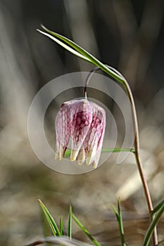 Wild flower, Fritillaria meleagris