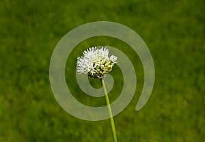 Wild flower, grass close up on a blurred background.