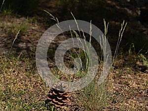Wild flower, grass, fir cone, cone close up on a nature background. Spruce grass and cone in the forest.