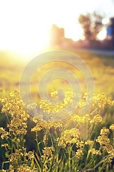 Wild flower on a green meadow in spring evening sunset hour