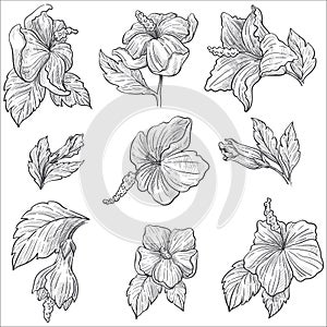 Wild flower or hibiscus plant blossom isolated sketches