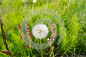 Wild flower, Iceland