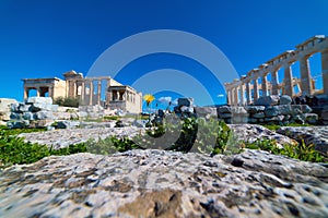 Wild Flower inside the Ancient Rocks of Parthenon Acropolis of A