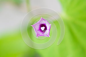 Wild Flower Ipomoea cairica