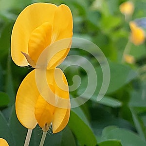 Wild flower in junggle