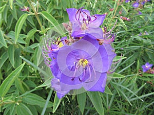 Wild Flower Kirstenbosch