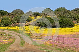 Wild flower landscape