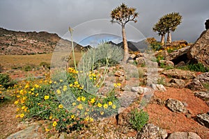 Wild flower landscape