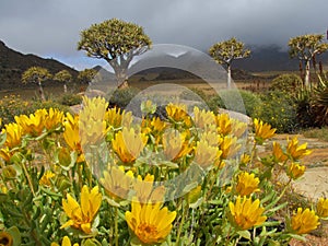 Wild flower landscape, Namaqualand, South Africa