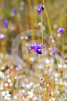 Wild flower Lentibulariaceae, Utricularia Delphinioides