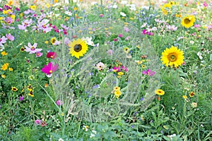 Wild flower meadow