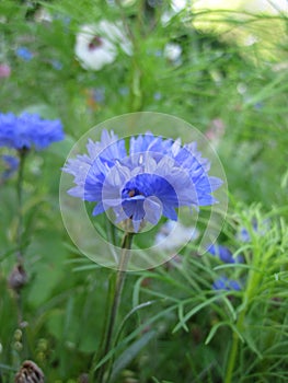 Wild flower meadow