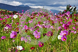 Wild flower meadow