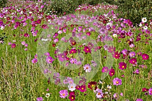 Wild flower meadow