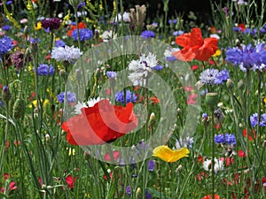 Wild flower meadow photo