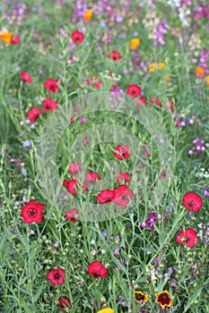 Wild flower meadow 2