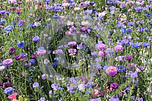 Wild Flower Meadow.